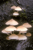 Australia, qld, queensland, lamington, great dividing range, lamington np, lamington national park, national park, national parks, fungi, fungus, rainforest, rainforests, forest, forests.
