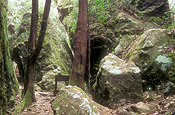 Australia, qld, queensland, springbrook, great dividing range, springbrook national park, springbrook NP, National Park, National Parks, moss, warrie circuit, forest, forests, rainforest, rainforests.