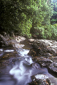 Australia, qld, queensland, springbrook, great dividing range, springbrook national park, National Park, National Parks, natural bridge, waterfall, waterfalls, rock, rocks, cougal, cougals, cougals cascade, cougal cascade, cascade, cascades, cascading, running water, waterscene, waterscenes, water scene, water scenes, water.
