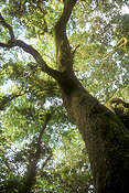 Australia, qld, queensland, springbrook, great dividing range, springbrook national park, springbrook NP, National Park, National Parks, rainforest, rainforests, forest, forests, tree, trees, beech, beech tree, beech trees, antarctic beech, antarctic beech tree, antarctic beech trees, nothofagus, moorei, nothofagus moorei.