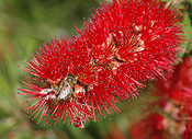 Insect, insects, bee, bees, bottlebrush, bottlebrushes, callistemon, callistemons, honey, callistemon citrinus, crimson bottlebrush, crimson bottlebrushes, native, natives, Flora, flower, flowers, red, red flower, red flowers, australia.