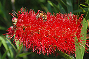 Insect, insects, bee, bees, bottlebrush, bottlebrushes, callistemon, callistemons, honey, callistemon citrinus, crimson bottlebrush, crimson bottlebrushes, native, natives, Flora, flower, flowers, red, red flower, red flowers, australia.