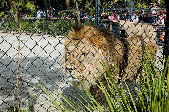 stock photo image: Animal, animals, wildlife, African, africa, african wildlife, african animal, african animals, wildlife, Cat, Cats, Big Cat, Big Cats, Lion, Lions, Pantheris, Leo, Leo Pantheris, australia, sa, south australia, adelaide, adelaide zoo, zoo, zoos, cage, cages, caged, caged animal, caged animals.