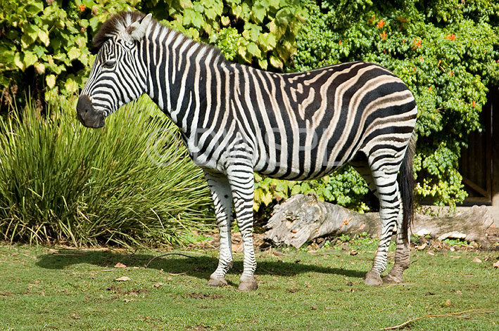 stock photo image: Animal, animals, african, africa, african wildlife, african animal, african animals, wildlife, zebra, zebras, stripe, stripes, pattern, patterns, perissodactyla, equidae, equus, burchelli, equid, equids, equus burchelli, plains zebra, africa, plains, burchells, burchells zebra, australia, sa, south australia, adelaide, adelaide zoo, zoo, zoos.