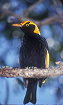 Animal, animals, bird, birds, australian, australian bird, australian birds, Bowerbird, Bowerbirds, bower bird, bower birds, regent, regent, Regent bowerbird, Regent Bowerbirds, regent bower bird, regent bower birds, Sericulus chrysocephalus, sericulus, chrysocephalus, regent bird, regent birds.