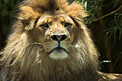 Animal, animals, wildlife, African, africa, african wildlife, african animal, african animals, wildlife, Cat, Cats, Big Cat, Big Cats, Lion, Lions, Pantheris, Leo, Leo Pantheris, australia, mouth, mouths, CS34,