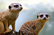 Animal, Animals, Meerkat, Meerkats, suricata, suricata suricatta, CS34,