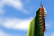 Insect, insects, caterpillar, caterpillars, pest, pests, plant pest, plant pests, CS34,