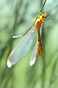 Australia, western australia, wa, Insect, Insects, Lacewing, lacewings, neuroptera, arthropod, arthropods, insecta, neuroptera, invertebrate, invertebrates, CS34,