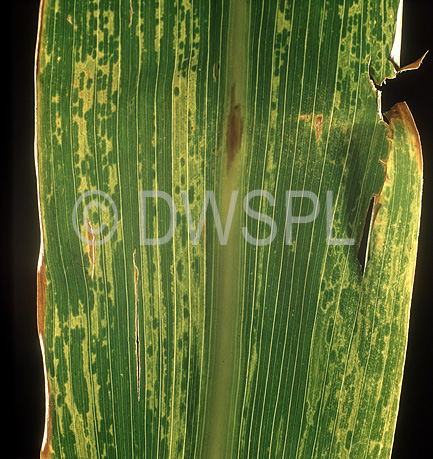 stock photo image: Vegetable, vegetables, Gramineae, Zea, Zea mays, mays, Corn, sweetcorn, sweet corn, sweetcorn, Maize, Mealy, Mealies, virus, viruses, mosaic, mosaic virus, mosaic viruses.