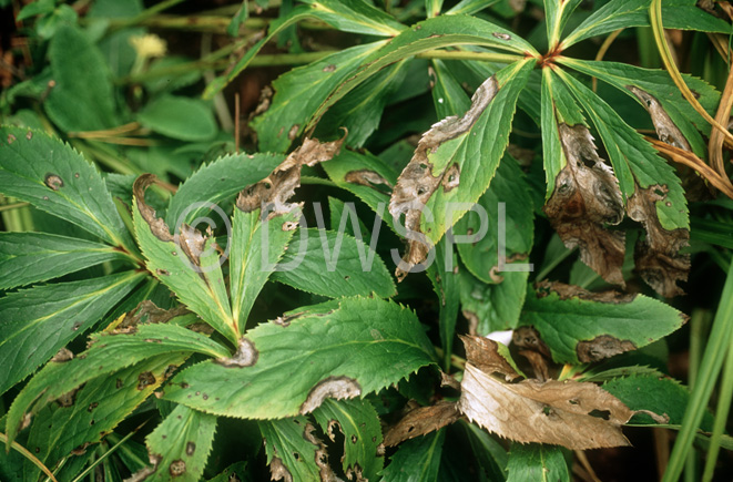 stock photo image: Flower, flowers, helleborus, hellebore, hellebores, winter rose, winter roses, lenten rose, lenten roses, hellebore leaf spot, leaf spot, coniothyrum, hellebori, coniothyrum hellebori, disease, diseases, plant disease, plant diseases, ranunculaceae.