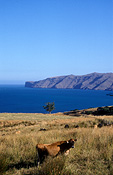 Pacific islands, new zealand, nz, akaroa, banks, banks peninsula, animal, animals, cattle, cow, cows, rural, rural scene, rural scenes.
