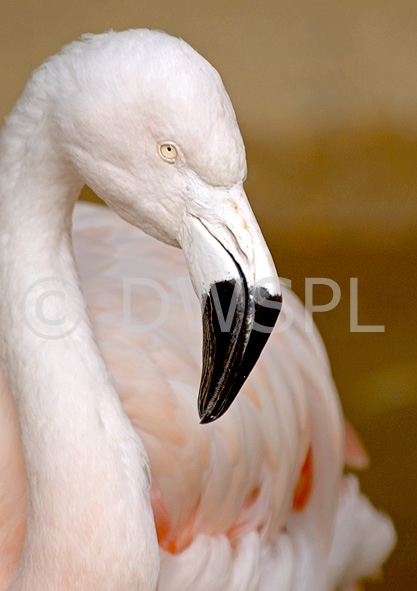 stock photo image: Australia, Animal, Animals, Bird, Birds, flamingo, flamingos, australia, taronga, taronga zoo, taronga park zoo, nsw, new South Wales, sydney, zoo, zoos, Phoenicopteridae, wader, waders, wading, wading bird, wading birds.