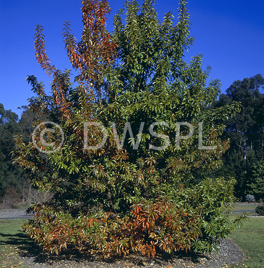 stock photo image: Tree, trees, fiddlewood, fiddlewoods, fiddlewood tree, fiddlewood trees, citharexylum, spinosum, citharexylum spinosum.