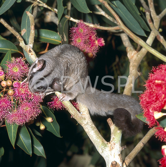 stock photo image: Australia, australian, animal, animals, possum, possums, glider, gliders, australian mammal, australian mammals, marsupial, marsupials, flying sugar, flying sugars, sugar glider, sugar gliders, gliding possum, gliding possums, chordata, petaurus, breviceps, petaurus breviceps.