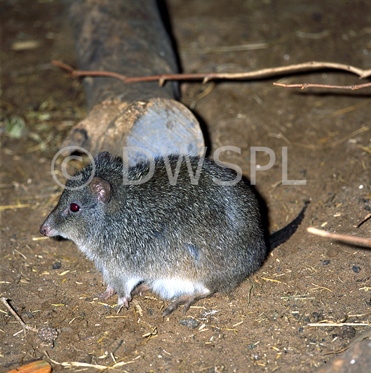 Australian Kangaroo Rat