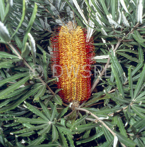 stock photo image: Floral, floral, flower, flowers, banksia, banksias, seminuda, banksia seminuda.