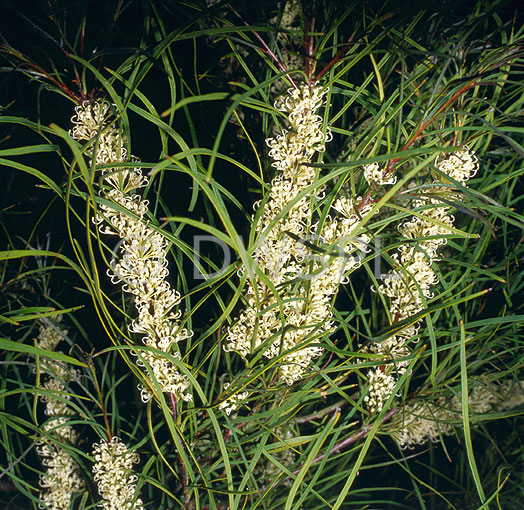 stock photo image: Flower, flowers, wildflower, wildflowers, hakea, hakeas, proteaceae, HAKEA SALIGNA, saligna.