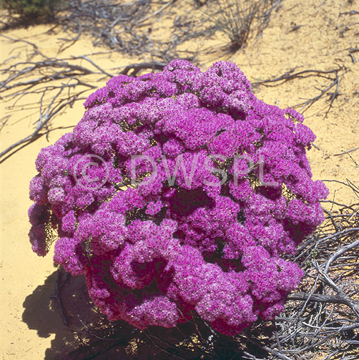 stock photo image: Floral, floral, flower, flowers, VERTICORDIA MONADELPHA, callitricha, verticordia, verticordias, kalbarri, kalbarri np, kalbarri national park, national park, national parks.