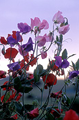 A ROYALTY FREE IMAGE OF: LATHYRUS ODORATUS (SWEET PEAS)