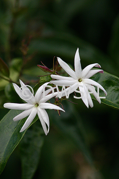 Angel Wing Jasmine