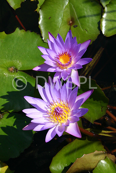 stock photo image: Australia, qld, queensland, brisbane, brisbane botanical gardens, botanical garden, botanical gardens, Flora, flower, flowers, purple, purple flower, purple flowers, lily, lilies, waterlily, waterlilies, water lily, water lilies, nymphaea.