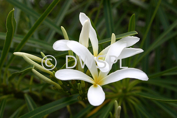 stock photo image: Flower, flowers, Frangipani, frangipanis, frangipanis, plumeria, filifolia, cuban, cuban frangipani, cuban frangipanis.