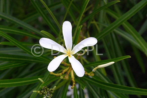 stock photo image: Flower, flowers, Frangipani, frangipanis, frangipanis, plumeria, filifolia, cuban, cuban frangipani, cuban frangipanis.