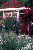 A ROYALTY FREE IMAGE OF: WHITE PERGOLA FEATURING BOUGAINVILLEA AND LATHYRUS (SWEETPEAS)