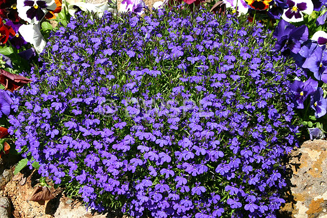 stock photo image: Flower, flowers, lobelia, lobelias, campanulaceae, annual, annuals.