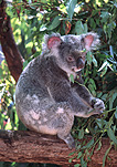 Animal, Animals, Mammal, Mammals, Marsupial, Marsupials, Australian animal, Australian animals, mammals, Australian mammals, koala, koala bear, koala bears, Koalas, Phascolartos, Phascolartos cinereus.