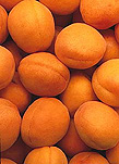 Food, fruit, apricot, apricots, stonefruit, stonefruits, stone fruit, stone fruits, prunus, prunus armeniaca,