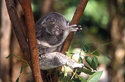 Australia, Animal, Animals, Mammal, Mammals, Marsupial, Marsupials, Australian animal, Australian animals, mammals, Australian mammals, koala, koala bear, koala bears, Koalas, Phascolartos, Phascolartos cinereus, tree, trees, eucalyptus, eucalyptus tree, eucalyptus trees, gum tree, gum trees.