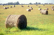 Australia, New South Wales, hawkesbury, hawkesbury area, hawkesbury region, hawkesbury district, Hawkesbury Valley, Rural, Rural Scene, Rural Scenes, Agriculture, farm, farms, Farming, Farmland, farm, farms, hay, bale, bales, baler, balers, hay bale, hay bales, crop, crops, straw, straw bale, straw bales.