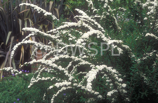 stock photo image: May bush, may bushes, maybush, maybushes, spiraea, white, white flower, white flowers, rosaceae, nipponica, spiraea nipponica, snowmound.