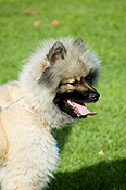 Australia, sa, RSPCA, south australia, adelaide, elder park, torrens, torrens river, river torrens, charity, charities, dog, dogs, domestic, domestic dog, domestic dogs, million paws, million paws walk.