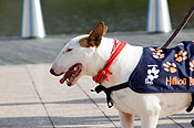 Australia, sa, RSPCA, south australia, adelaide, elder park, torrens, torrens river, river torrens, charity, charities, terrier, terriers, bull terrier, bull terriers, dog, dogs, domestic, domestic dog, domestic dogs, million paws, million paws walk.