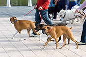 Australia, sa, RSPCA, south australia, adelaide, elder park, torrens, torrens river, river torrens, charity, charities, boxer, boxers, boxer dog, boxer dogs, dog, dogs, domestic, domestic dog, domestic dogs, million paws, million paws walk, footpath, footpaths, path, paths, pathway, pathways.