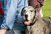 Australia, sa, RSPCA, south australia, adelaide, elder park, torrens, torrens river, river torrens, charity, charities, dane, danes, great dane, great danes, dog, dogs, domestic, domestic dog, domestic dogs, million paws, million paws walk.