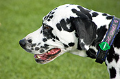 Australia, sa, RSPCA, south australia, adelaide, elder park, torrens, torrens river, river torrens, charity, charities, dalmation, dalmations, dalmation dog, dalmation dogs, spot, spots, dog, dogs, domestic, domestic dog, domestic dogs, million paws, million paws walk.