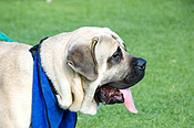 Australia, sa, RSPCA, south australia, adelaide, elder park, torrens, torrens river, river torrens, charity, charities, bernard, saint bernard, saint bernard dog, saint bernard dogs, dog, dogs, domestic, domestic dog, domestic dogs, million paws, million paws walk.