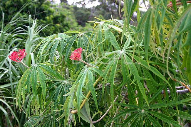 stock photo image: Flower, flowers, jatropha, multifida, jatropha multifida, coral, coral flower, coral flowers, coral plant, coral plants, physic nut, physic nuts, adenoropium, multifidum, adenoropium multifidum, euphorbiaceae.