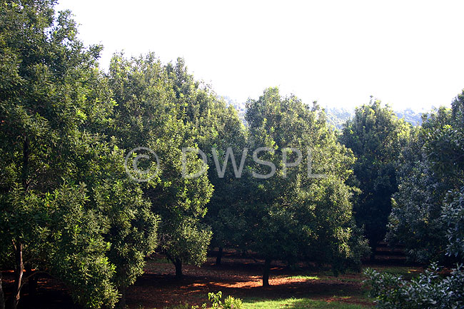 stock photo image: Australia, qld, queensland, nut, nuts, tree, trees, macadamia tree, macadamia trees, macadamia nut, macadamia nuts, macadamia, proteaceae, queensland nut, queensland nuts, maroochi, maroochi nut, maroochi nuts, kindal kindal, jindilli, plantation, plantations, rural, rural scene, rural scenes.