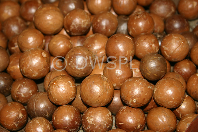 stock photo image: Australia, qld, queensland, nut, nuts, macadamia nut, macadamia nuts, macadamia, proteaceae, queensland nut, queensland nuts, maroochi, maroochi nut, maroochi nuts, kindal kindal, jindilli, plantation, plantations, rural, rural scene, rural scenes.