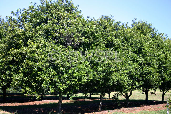 stock photo image: Australia, qld, queensland, nut, nuts, tree, trees, macadamia tree, macadamia trees, macadamia nut, macadamia nuts, macadamia, proteaceae, queensland nut, queensland nuts, maroochi, maroochi nut, maroochi nuts, kindal kindal, jindilli, plantation, plantations, rural, rural scene, rural scenes.