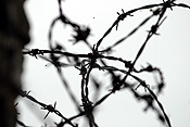 Fence, fences, barbed, wire, barbed wire, barbed wire fence, barbed wire fences, PJ38,