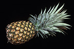 PINEAPPLE (ANANAS COMOSUS)