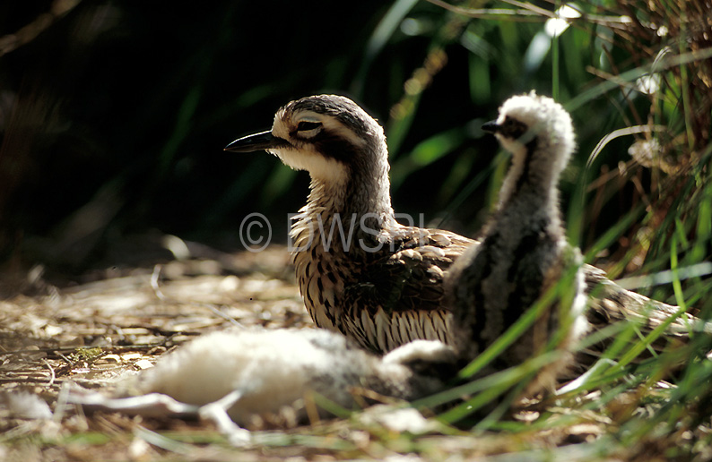 stock photo image: Animal, animals, australia, bird, birds, australian bird, australian birds, curlew, curlews, stone curlew, stone curlews, bush stone curlew, bush stone curlews, bush stone-curlew, bush stone-curlews, thick-knee, thick-knees, thick knee, thick knees, bush thick-knee, bush thick-knees, burhinus, grallarius, burhinus grallarius, Australian birds, charadrii, chick, chicks, young animal, young animals, baby animal, baby animals, nest, nests.