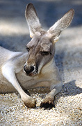 Animal, Animals, Australian, Australian animal, Australian animals, kangaroo, kangaroos, red, red kangaroo, red kangaroos, rufus, macropus rufus, mammal, mammals, australian mammal, australian mammals.