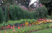 A ROYALTY FREE IMAGE OF: GARDEN SCENE POPPIES IN THE FOREGROUND AND SWEETPEAS (LATHYRUS) IN THE BACKGROUND